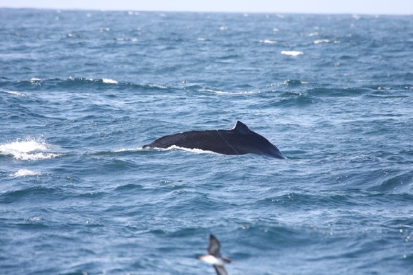 Humpback Whale